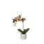 Phalaenopsis Orchid Pot - Multicolour
