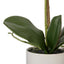 Phalaenopsis Orchid Pot - Purple